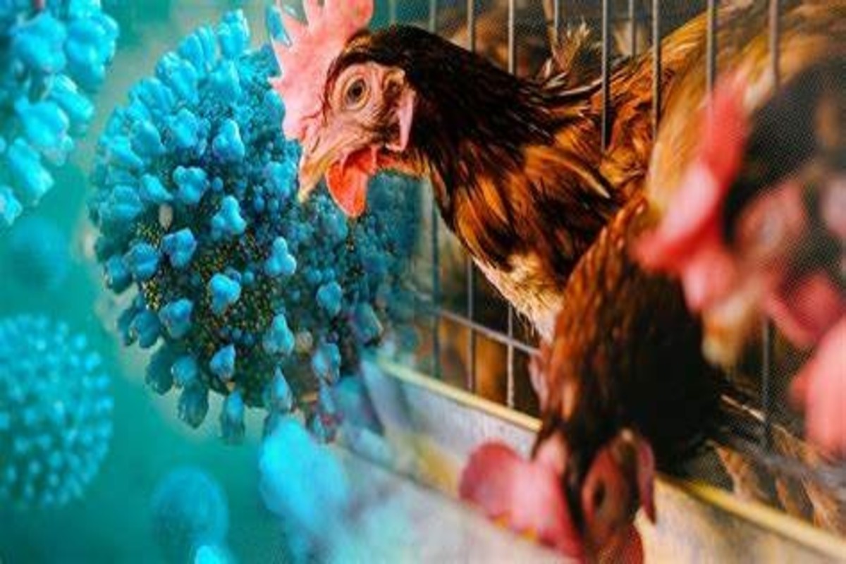 Bird Flu