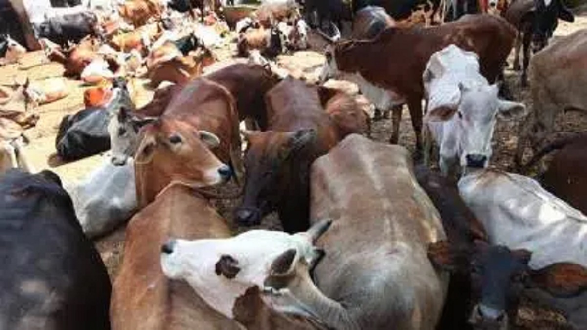 ગૌશાળામાં 20 ગાયના મોત