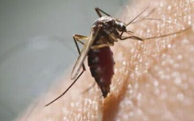 AdFalciVax: ભારતે મેલેરિયા સામે લડવા માટે પ્રથમ સ્વદેશી રસી બનાવી