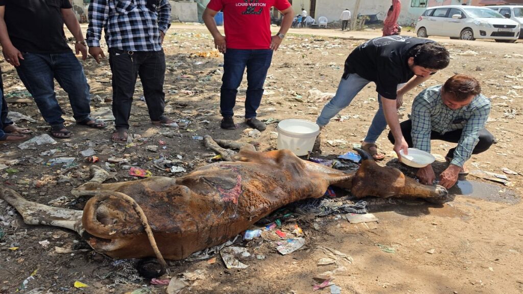 Mehmadabad Cow Muslim Humanity