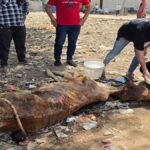 Mehmadabad Cow Muslim Humanity