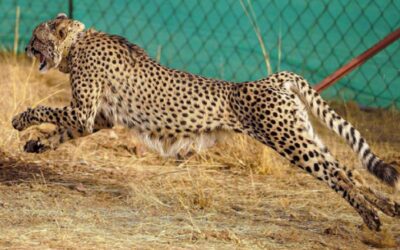 Cheetah in Gujarat Banni