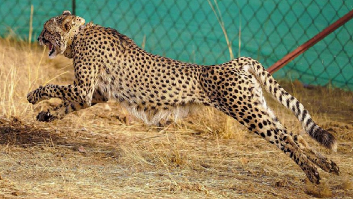Cheetah in Gujarat Banni