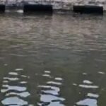 Kakrapar Dam Drowning :