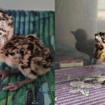 Great Indian Bustard Chick Missing