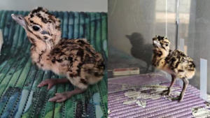 Great Indian Bustard Chick Missing