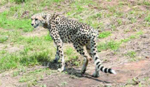 Kutch Banni Cheetah Project