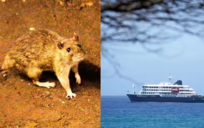 HantaVirus Cruise Ship