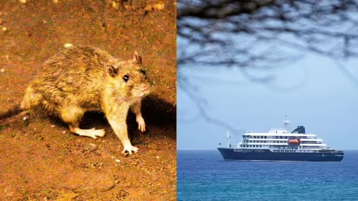 HantaVirus Cruise Ship