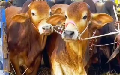 NCRB Animal Cruelty Report 2024