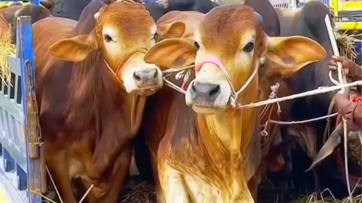 NCRB Animal Cruelty Report 2024