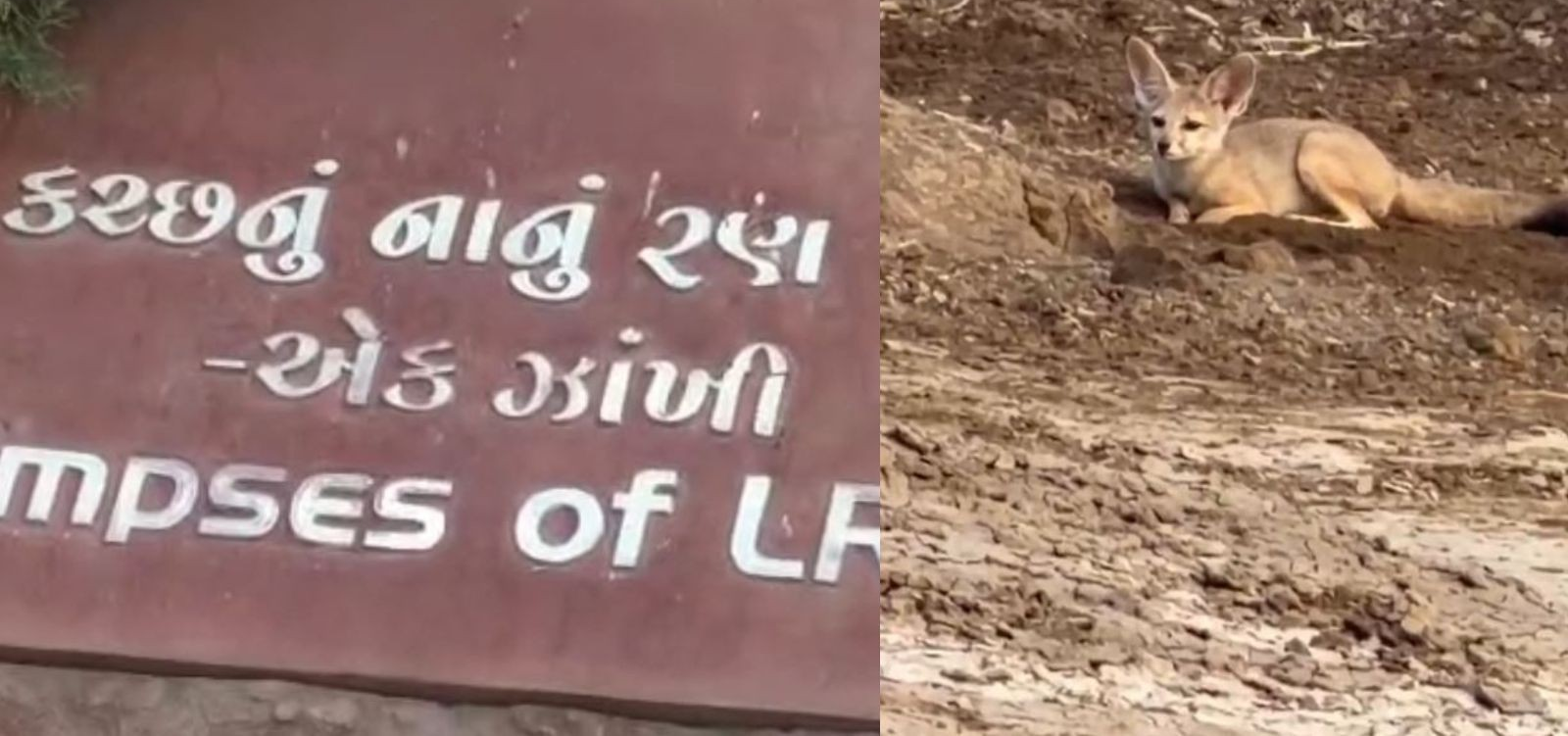 Fennec Fox in Kutch