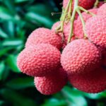 Shahi Litchi History