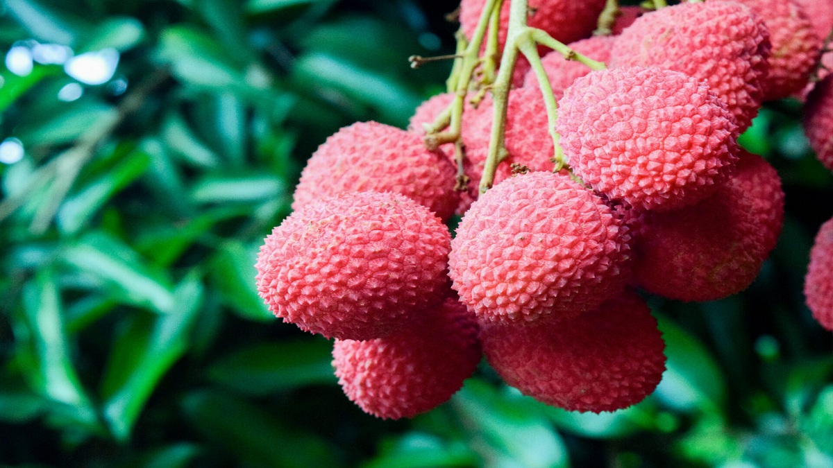 Shahi Litchi History