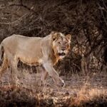 Girnar Lion Attack