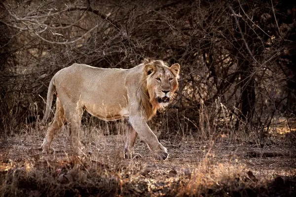 Girnar Lion Attack