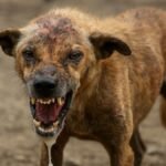 Gujarat Dog Bite Cases
